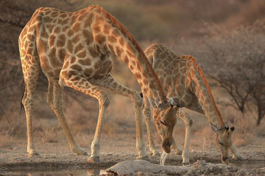 Giraffes Drinking At A Watering Hole, Africa Photograph by Jalag / Cyril Ruoso