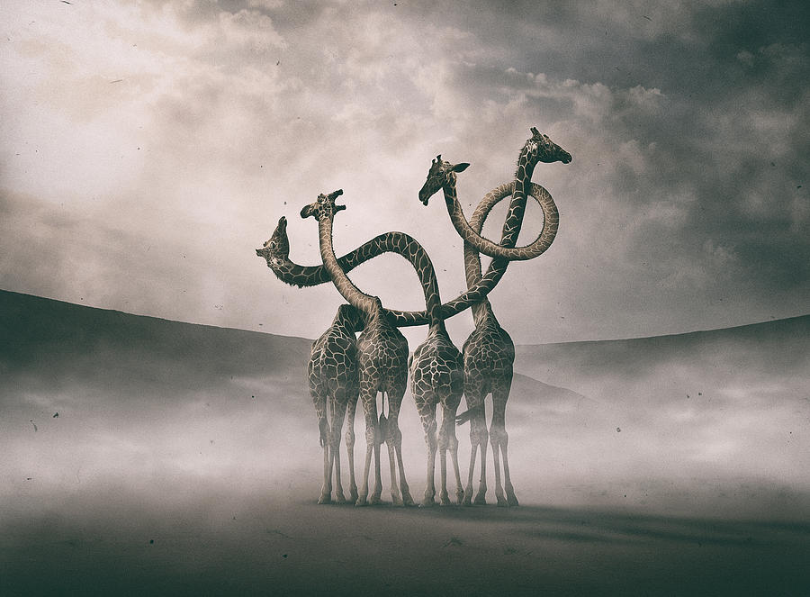 Adobe Photograph - Giraffes Embracing by Hussain Buhligaha