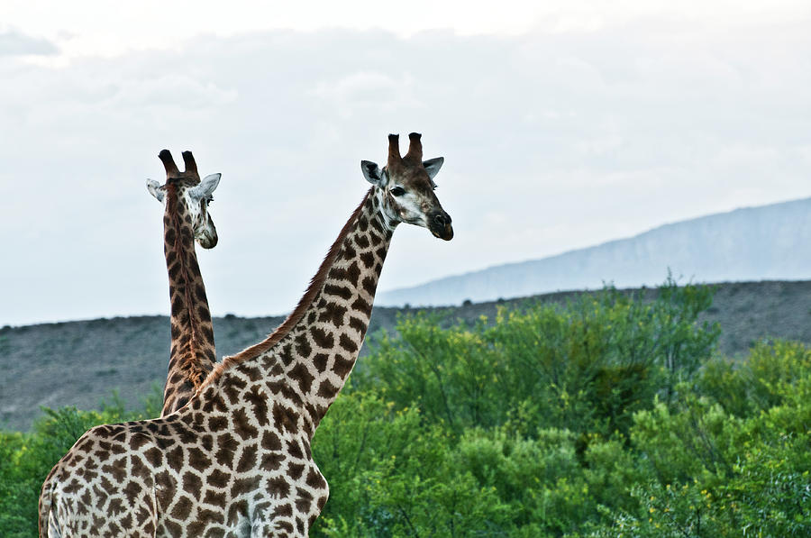 Giraffes Photograph by Empphotography