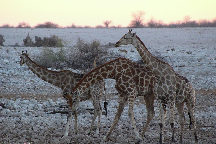 Giraffes Photograph by Eric Pengelly