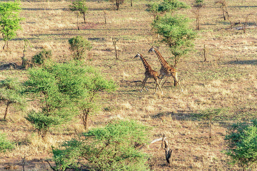 Giraffes from Above Photograph by Betty Eich