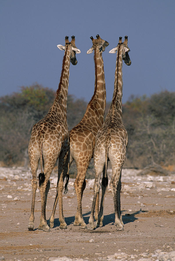 Giraffes Giraffa Camelopardalis  Etosha Photograph by Nhpa