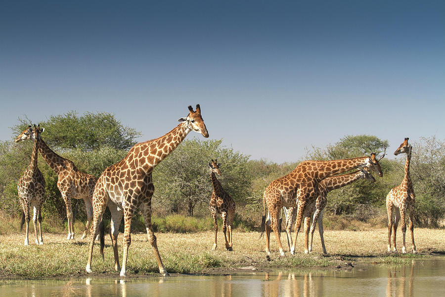 Giraffes, Giraffa Camelopardalis Photograph by Hein Von Horsten Giraffes, Giraffa Camelopardalis Photograph by Hein Von Horsten