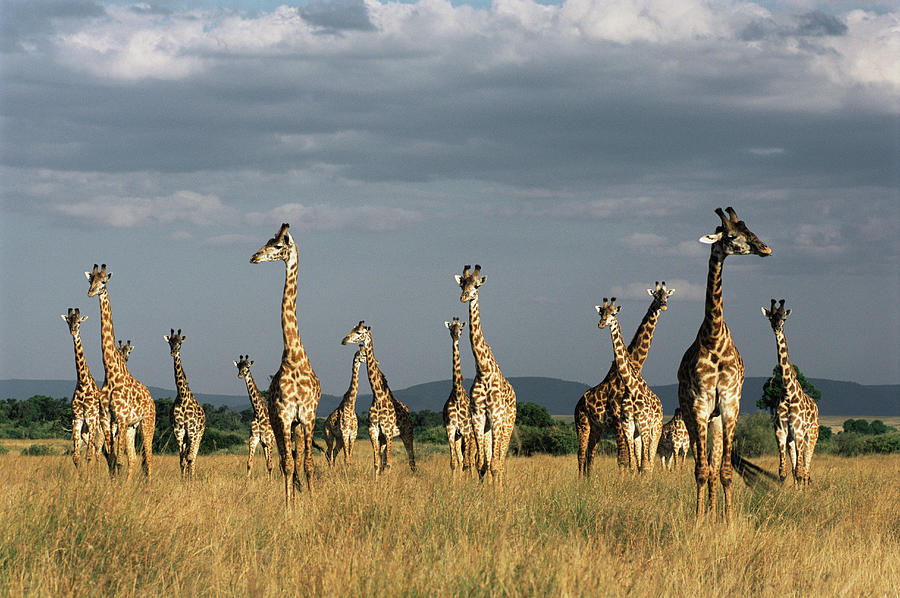 Giraffes Giraffa Camelopardalis Photograph by James Warwick