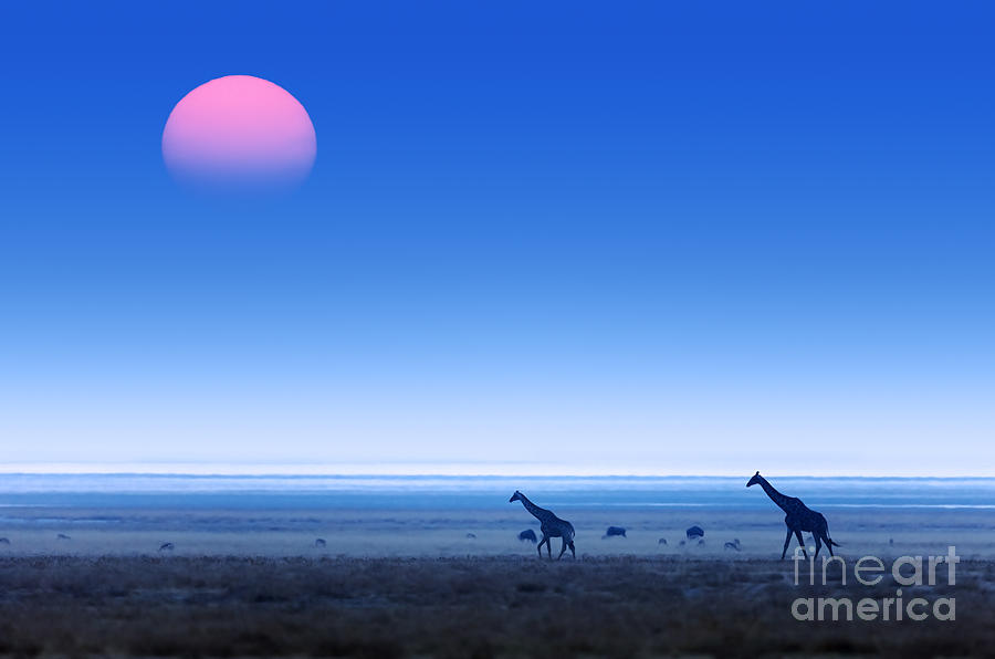 Pans Photograph - Giraffes Giraffa Camelopardalis Walking by Johan Swanepoel Pans Photograph - Giraffes Giraffa Camelopardalis Walking by Johan Swanepoel