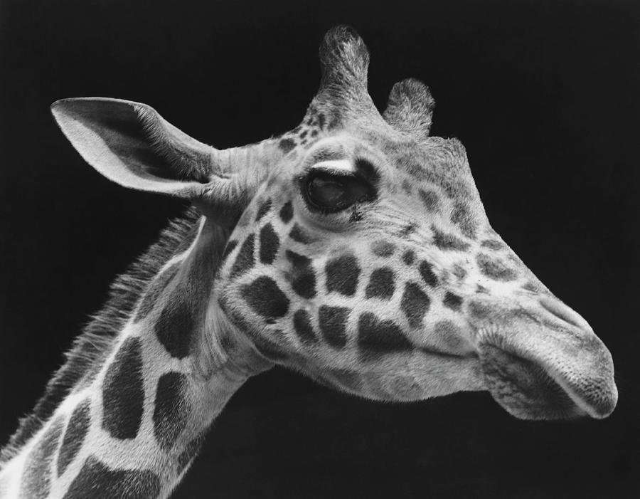Giraffes Head B&w Photograph by George Marks