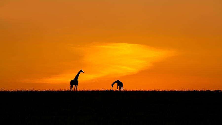 Giraffes Photograph by Hua Zhu