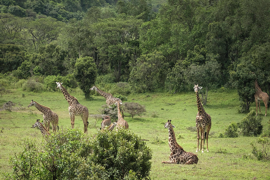 Giraffes In A Jungle Meadow Photograph