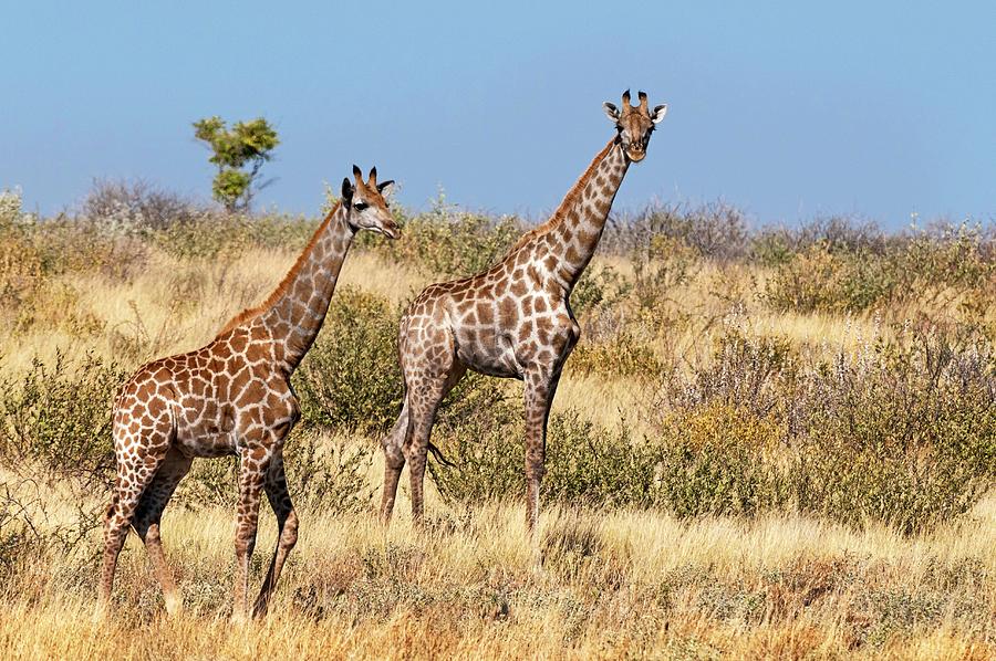Giraffes In Field Digital Art by Jacana Stock
