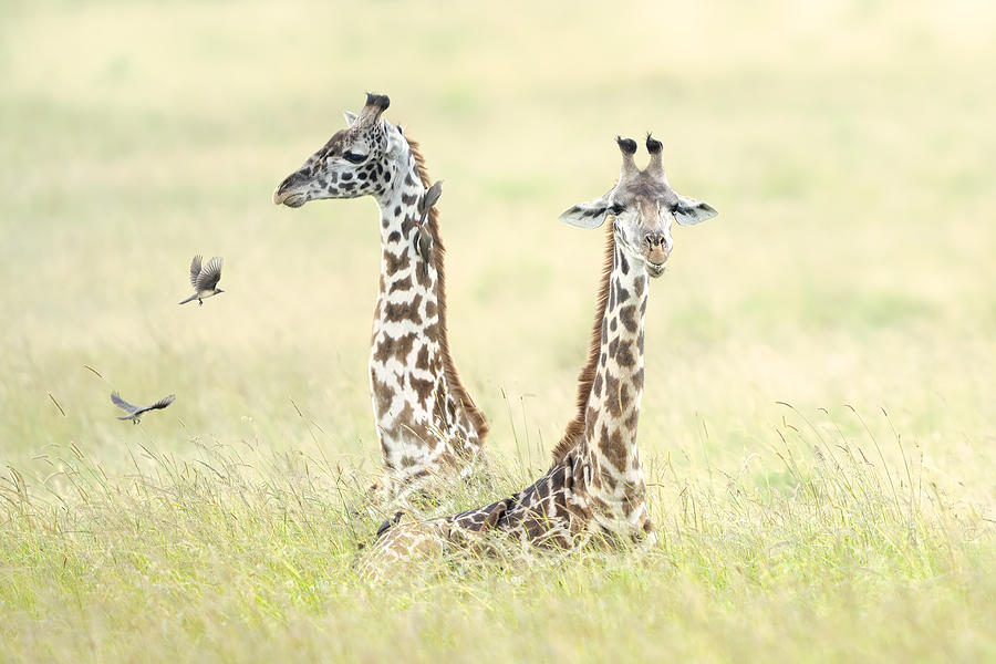 Giraffes In Masai Mara Photograph by Roberto Marchegiani