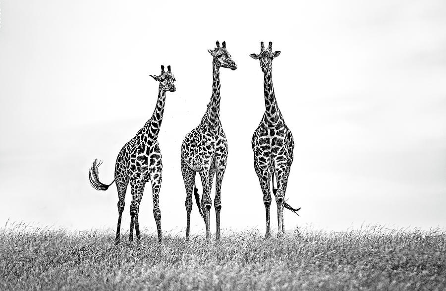 Wildlife Photograph - Giraffes In The  Mara Plains by Xavier Ortega