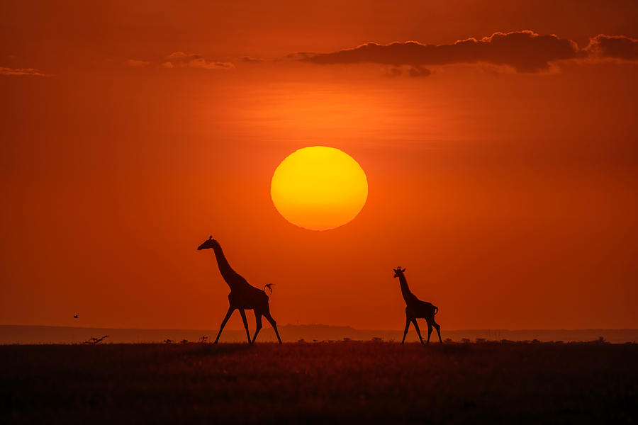 Giraffes In The Sunset Photograph by Hua Zhu