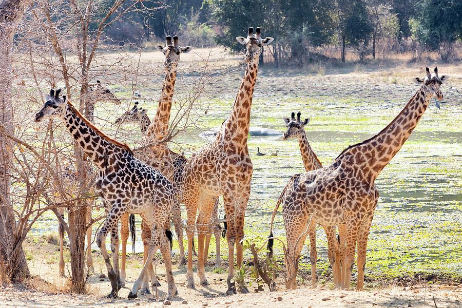 Giraffes In The Wild, Zambia, Africa Photograph by Jalag / Tim Langlotz
