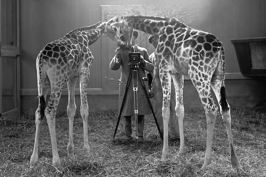 Giraffes marvel at the Camera Painting by Unknown
