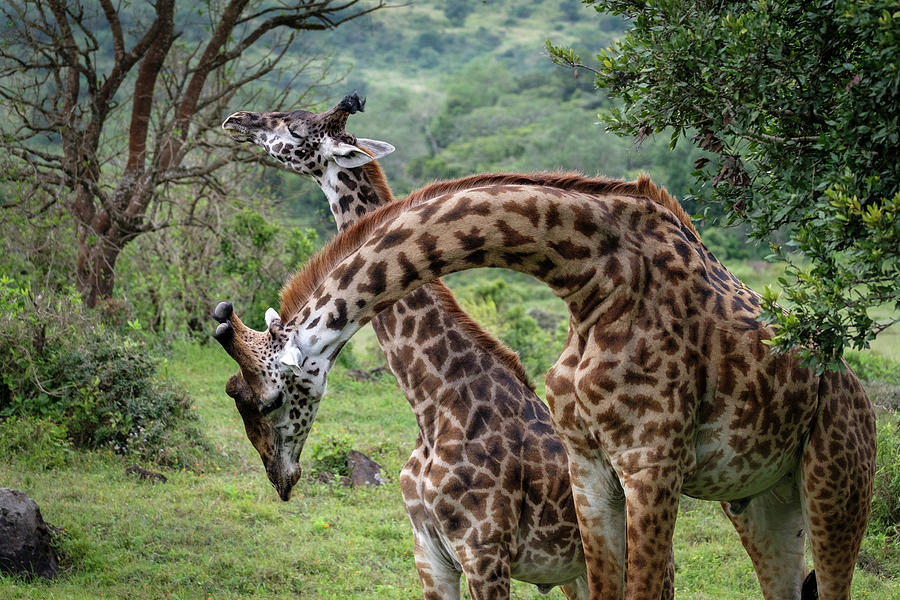 Giraffes Neck Wrestling Photograph by Mary Lee Dereske