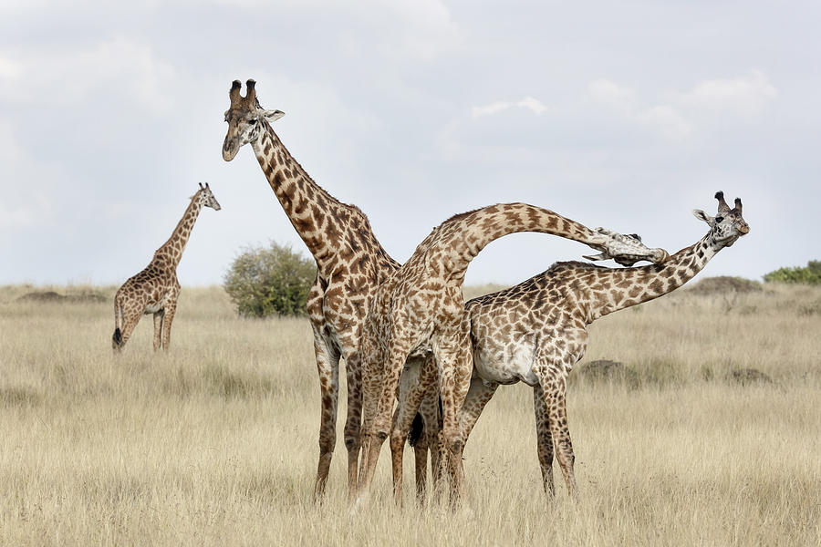 Giraffe Photograph - Giraffes Necking by Linda D Lester
