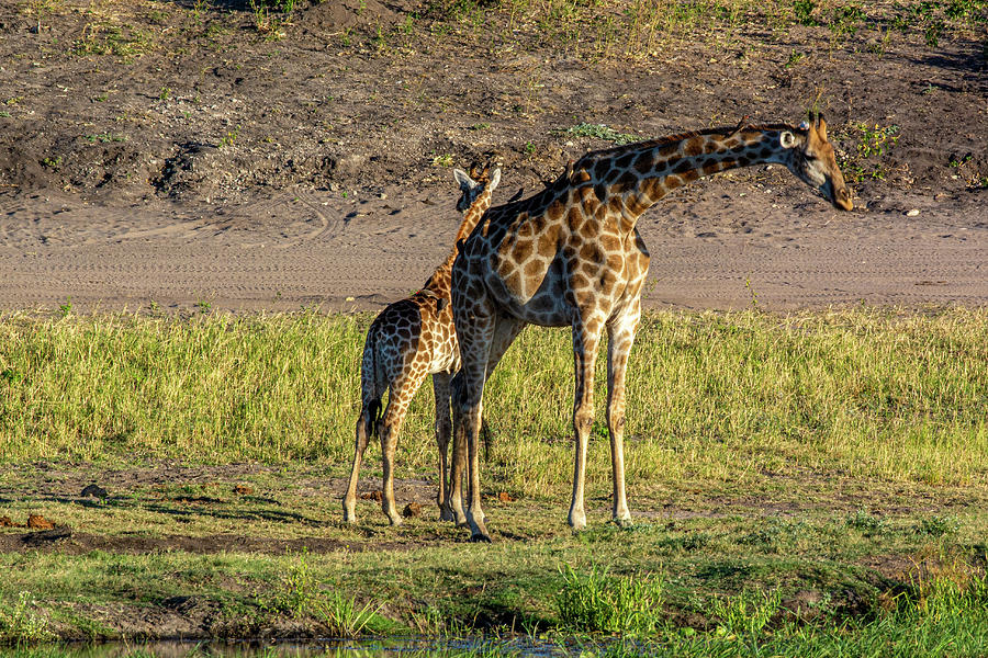 Giraffes of Chobe National Park Photograph by Douglas Wielfaert