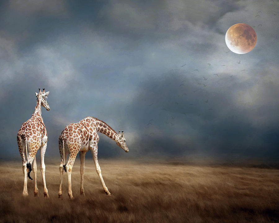 Giraffes Photograph by Rebecca Cozart
