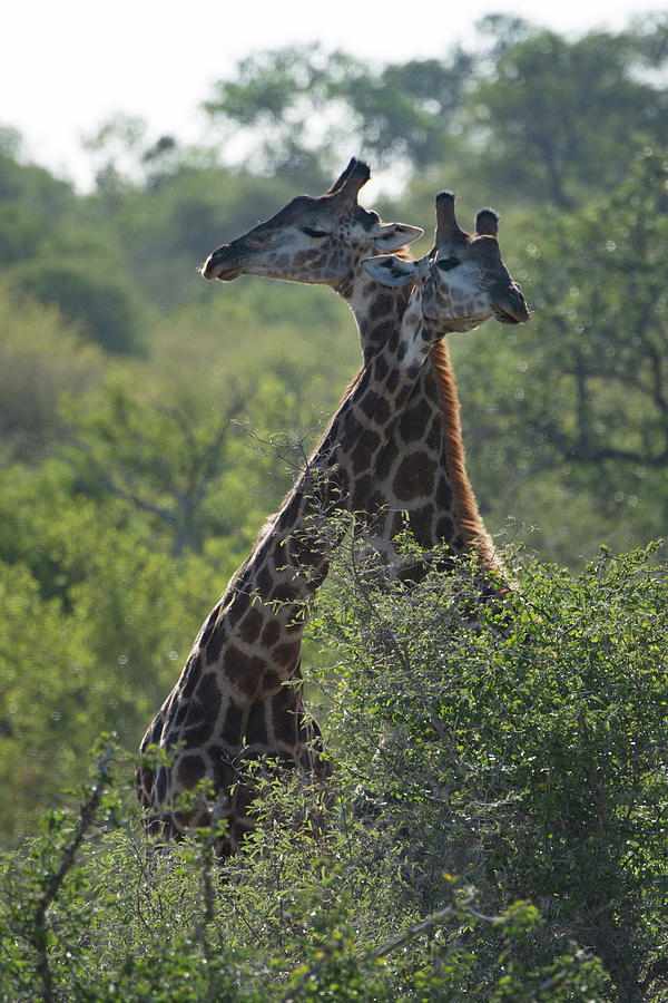 Giraffes Together Photograph by Mark Hunter