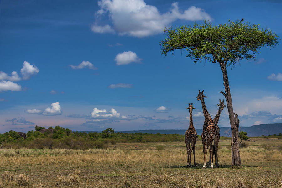 Giraffes Under Shade Of An Acacia Tree Photograph by Manoj Shah