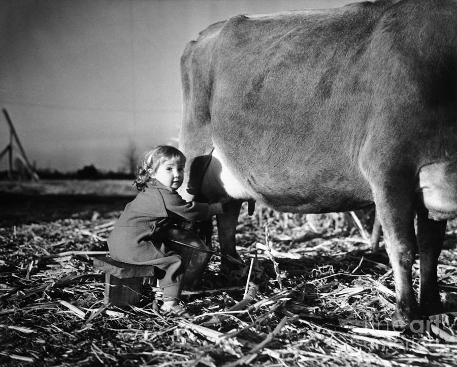 Girl 6-7 Milking Cow Photograph by Bettmann