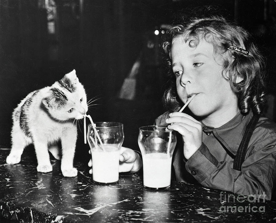 Girl And Kitten Drinking Milk Photograph by Bettmann