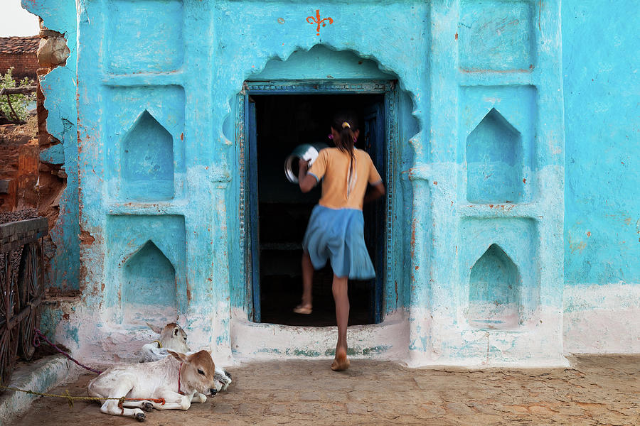 Girl And Two Calves In Front Of Blue Photograph by Marji Lang