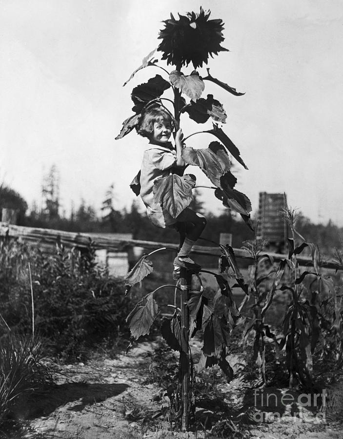 Seattle Photograph - Girl Climbs Giant Sunflower Plant by Bettmann