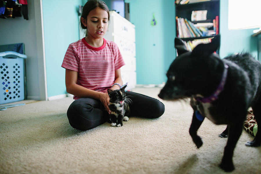 Girl Holds Kitten Close During Introduction To Dog While Cat Hisses