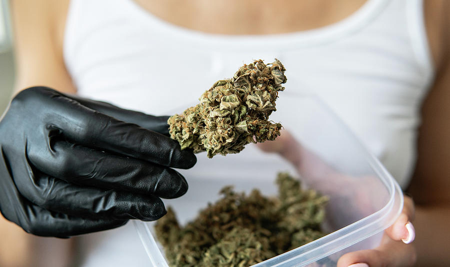 Girl In Black Gloves Holds A Big Marijuana Bud In Front Of Her. Photograph  by Cavan Images - Pixels
