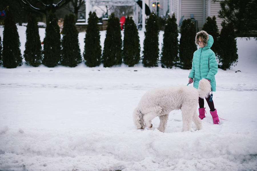 Winter Photograph - Girl In Winter Coat Walks Golden Doodle Dog Through Fresh Snow Fall by Cavan Images / Anna Rasmussen Photographs