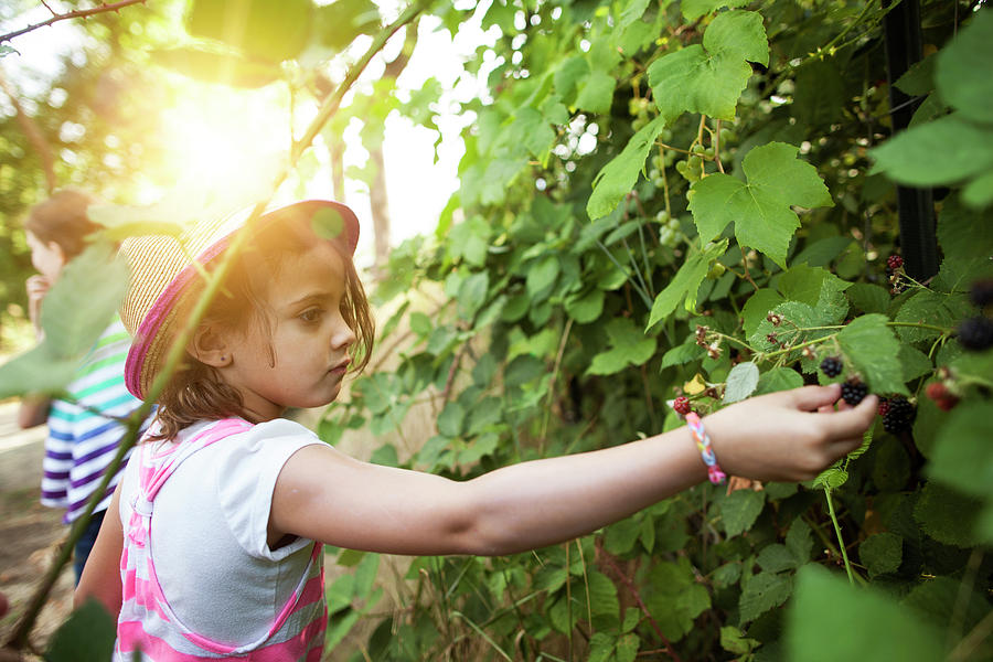 Girl Plucking Blackberries From Tree At Field Photograph by Cavan ...