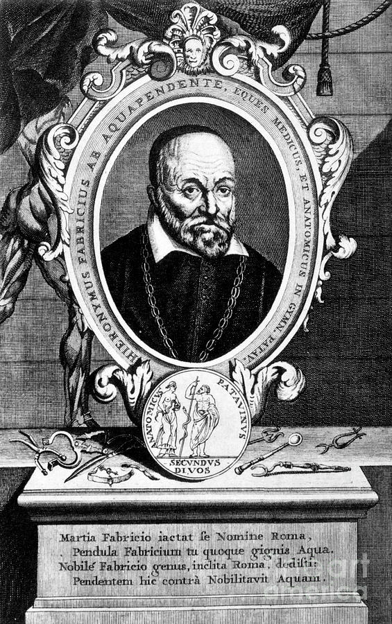 Girolamo Fabrici, Italian Anatomist Drawing by Print Collector