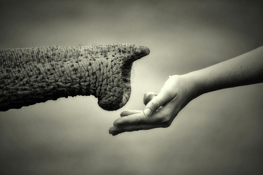 Give & Take (monochrome) Photograph by Antje Wenner-braun