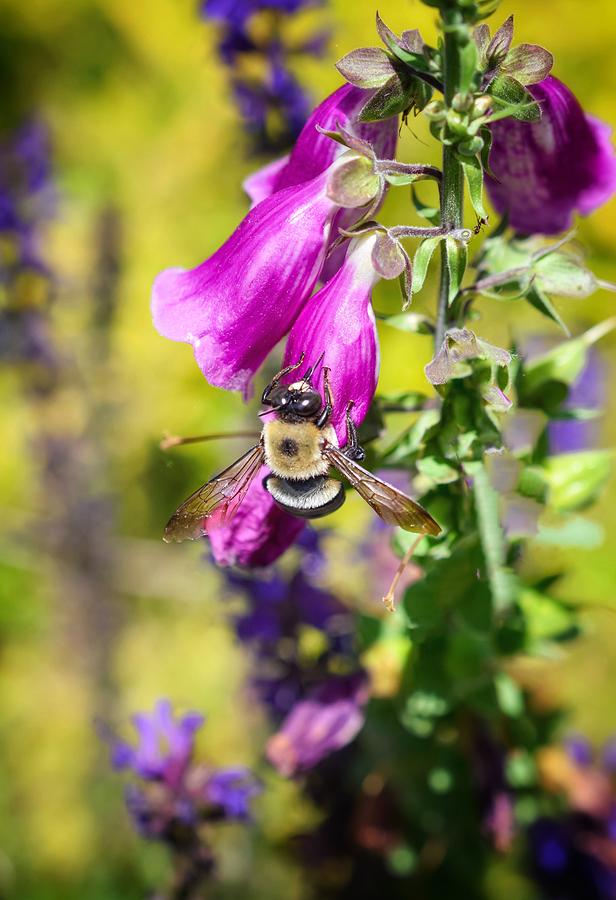 Give Me a Buzz by Shannon Kelly Give Me a Buzz by Shannon Kelly