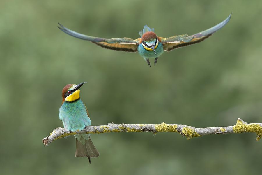 Bee Eater Photograph - Give Me A Little Room Please by Marco Pozzi Bee Eater Photograph - Give Me A Little Room Please by Marco Pozzi