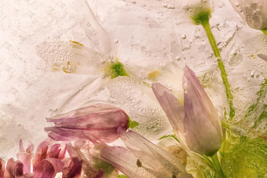 Flower Photograph - Glacial Rose by Giuseppe Satriani