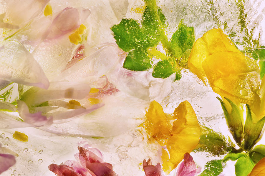 Flower Photograph - Glacial Yellow by Giuseppe Satriani