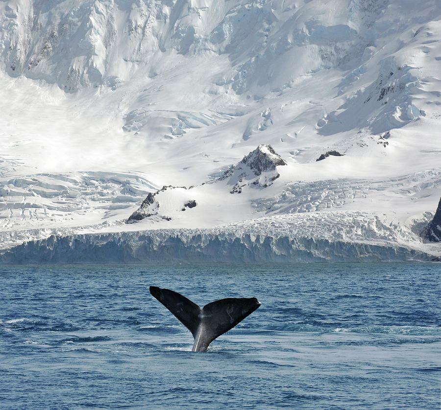 Glacier And Whale Photograph by Oversnap