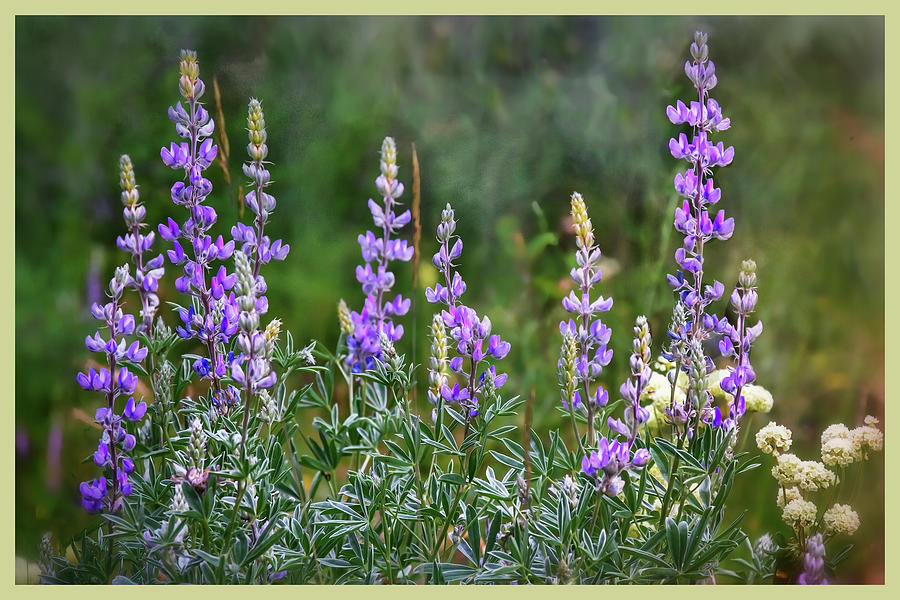 Glacier Bouquet of Lupins  Photograph by Harriet Feagin
