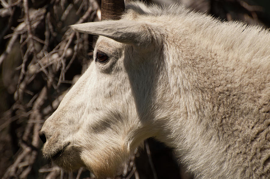 Glacier Mountain Goat Close-up Photograph by Bruce Gourley