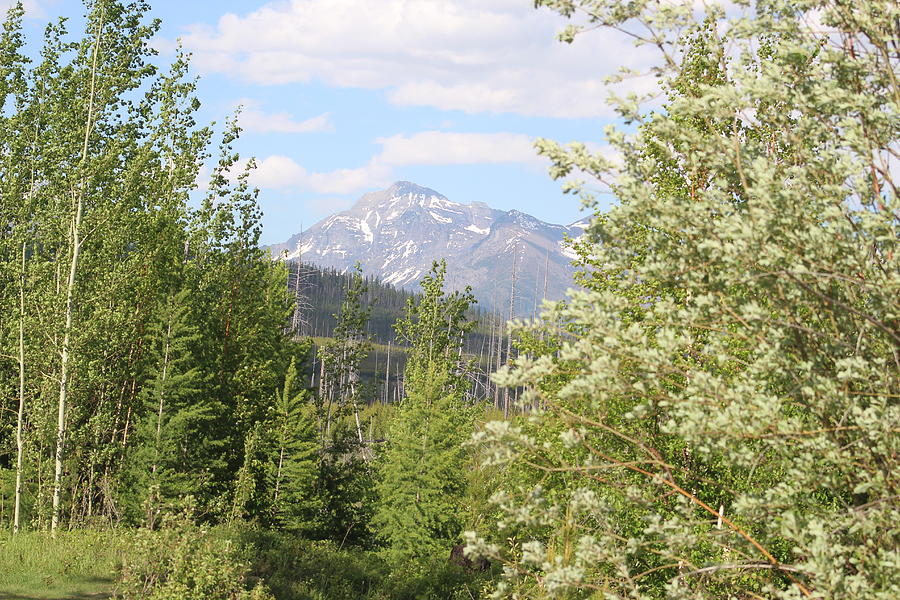 Glacier Mountains in Spring Photograph by Paula Daniels - Fine Art America