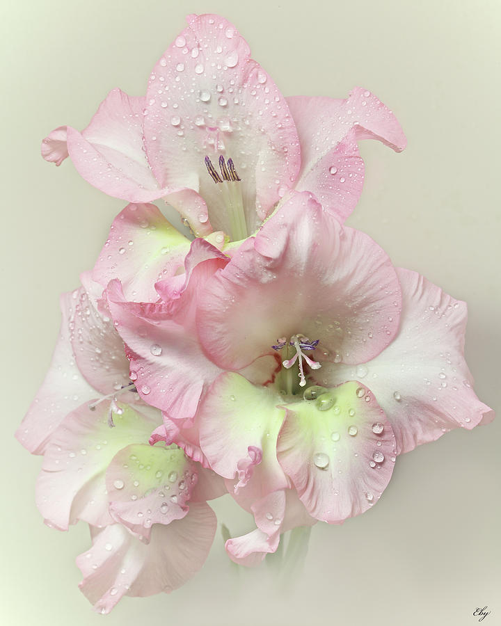 Gladiola Flower With Rain Drops Photograph by Flower Photography By Viorica Maghetiu