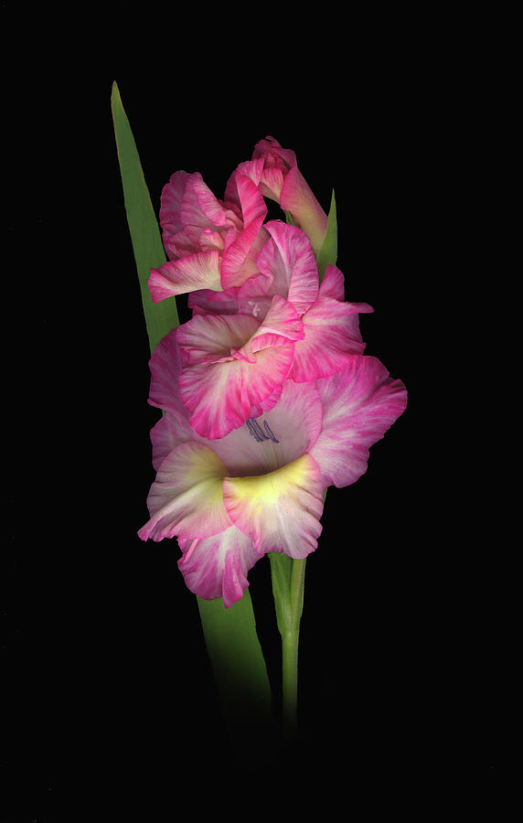Gladiola n Pink Photograph by Sandi F Hutchins