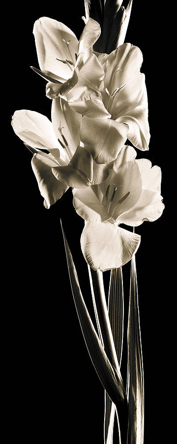 Flower Photograph - Gladiolas by Michael Harrison