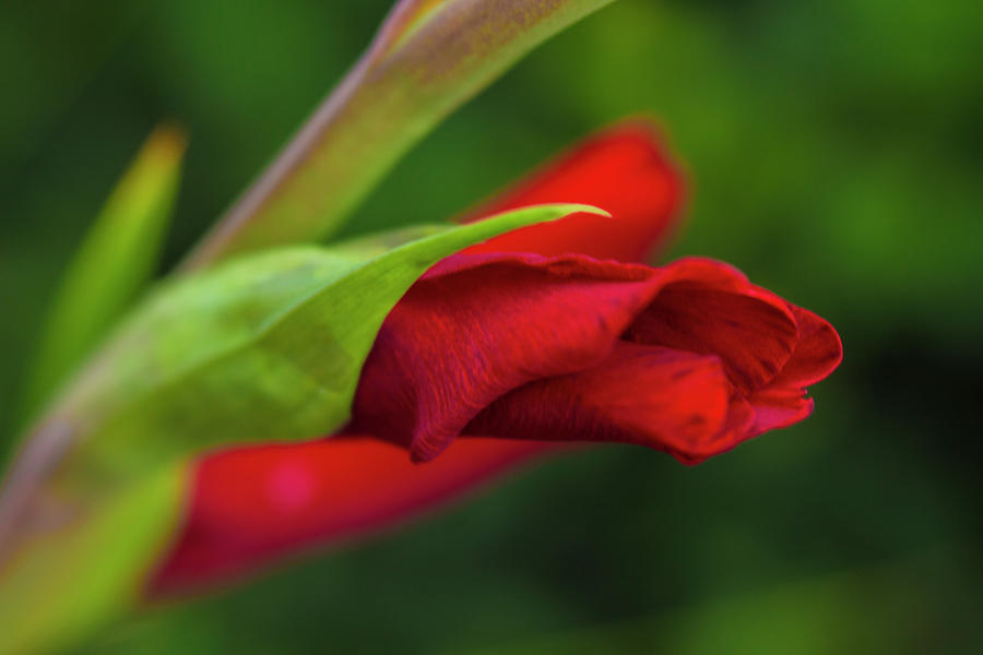 Gladiolus Photograph by Diane Fifield