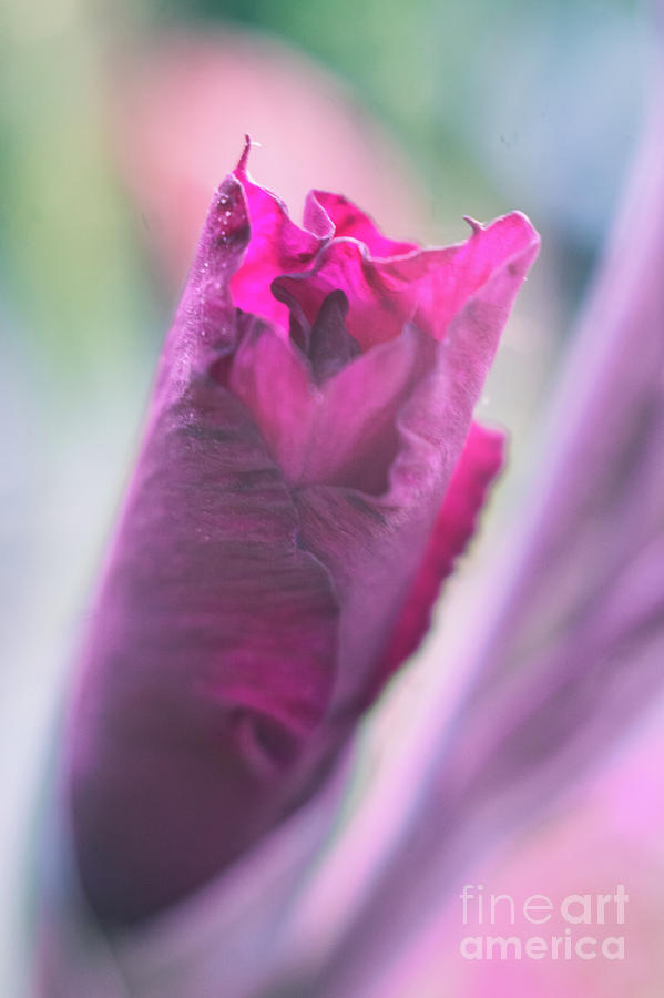 Gladiolus In Bud Photograph by Jill Greenaway