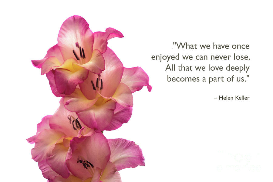 Gladiolus Inspiration Photograph by Amy Dundon
