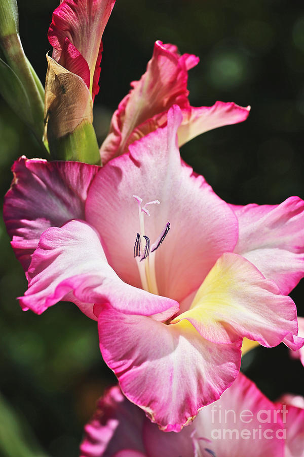 Gladiolus Is A Delight  Photograph by Joy Watson
