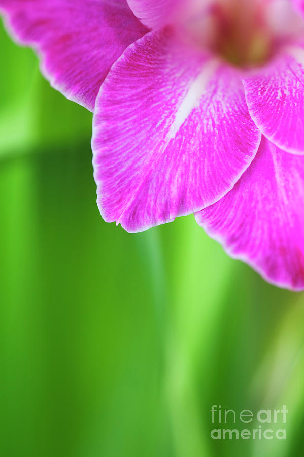 Flower Photograph - Gladiolus Vedi Napoli Petals Abstract by Tim Gainey